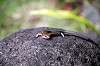 zoorasia_5204_mini.jpg