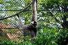 zoorasia_5207_mini.jpg