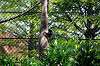 zoorasia_5209_mini.jpg