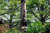 zoorasia_5211_mini.jpg