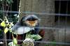 zoorasia_5229_mini.jpg