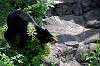 zoorasia_5441_mini.jpg