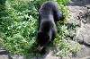 zoorasia_5443_mini.jpg