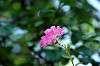 zoorasia_5639_mini.jpg