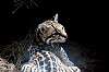 zoorasia_5785_mini.jpg