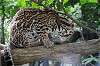 zoorasia_5814_mini.jpg