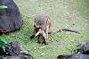 zoorasia_5862_mini.jpg