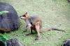 zoorasia_5865_mini.jpg