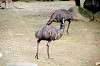 zoorasia_5868_mini.jpg