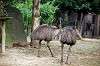 zoorasia_5885_mini.jpg