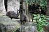 zoorasia_5906_mini.jpg
