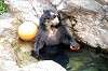 zoorasia_5926_mini.jpg