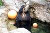 zoorasia_5930_mini.jpg