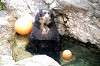 zoorasia_5933_mini.jpg