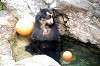 zoorasia_5934_mini.jpg