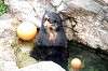 zoorasia_5935_mini.jpg