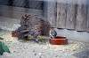zoorasia_6056_mini.jpg