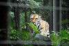 zoorasia_6075_mini.jpg