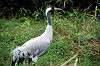 zoorasia_6224_mini.jpg