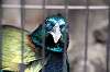 zoorasia_6319_mini.jpg