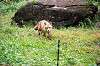 zoorasia_6333_mini.jpg