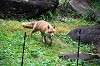 zoorasia_6343_mini.jpg