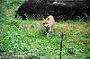 zoorasia_6358_mini.jpg