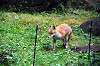 zoorasia_6366_mini.jpg