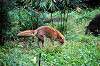zoorasia_6369_mini.jpg