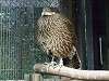 zoorasia_6421_mini.jpg