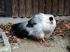 zoorasia_6432_mini.jpg