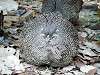 zoorasia_6448_mini.jpg