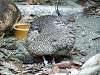 zoorasia_6450_mini.jpg