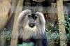 zoorasia_6701_mini.jpg