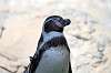 zoorasia_6824_mini.jpg