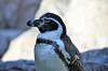 zoorasia_6826_mini.jpg