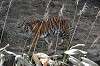 zoorasia_6981_mini.jpg