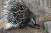 zoorasia_7185_mini.jpg