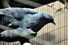 zoorasia_7214_mini.jpg