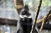 zoorasia_7275_mini.jpg