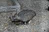 zoorasia_7416_mini.jpg