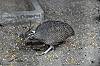 zoorasia_7417_mini.jpg