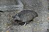 zoorasia_7418_mini.jpg