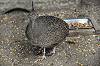 zoorasia_7420_mini.jpg