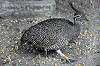 zoorasia_7426_mini.jpg