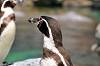 zoorasia_7486_mini.jpg