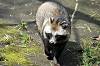 zoorasia_7754_mini.jpg
