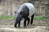 zoorasia_7941_mini.jpg