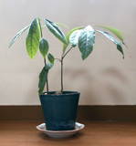 鉢植え