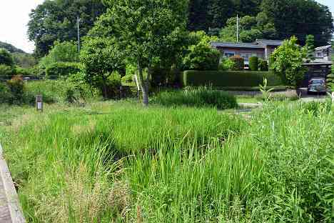 鶴見川本流全橋制覇の旅